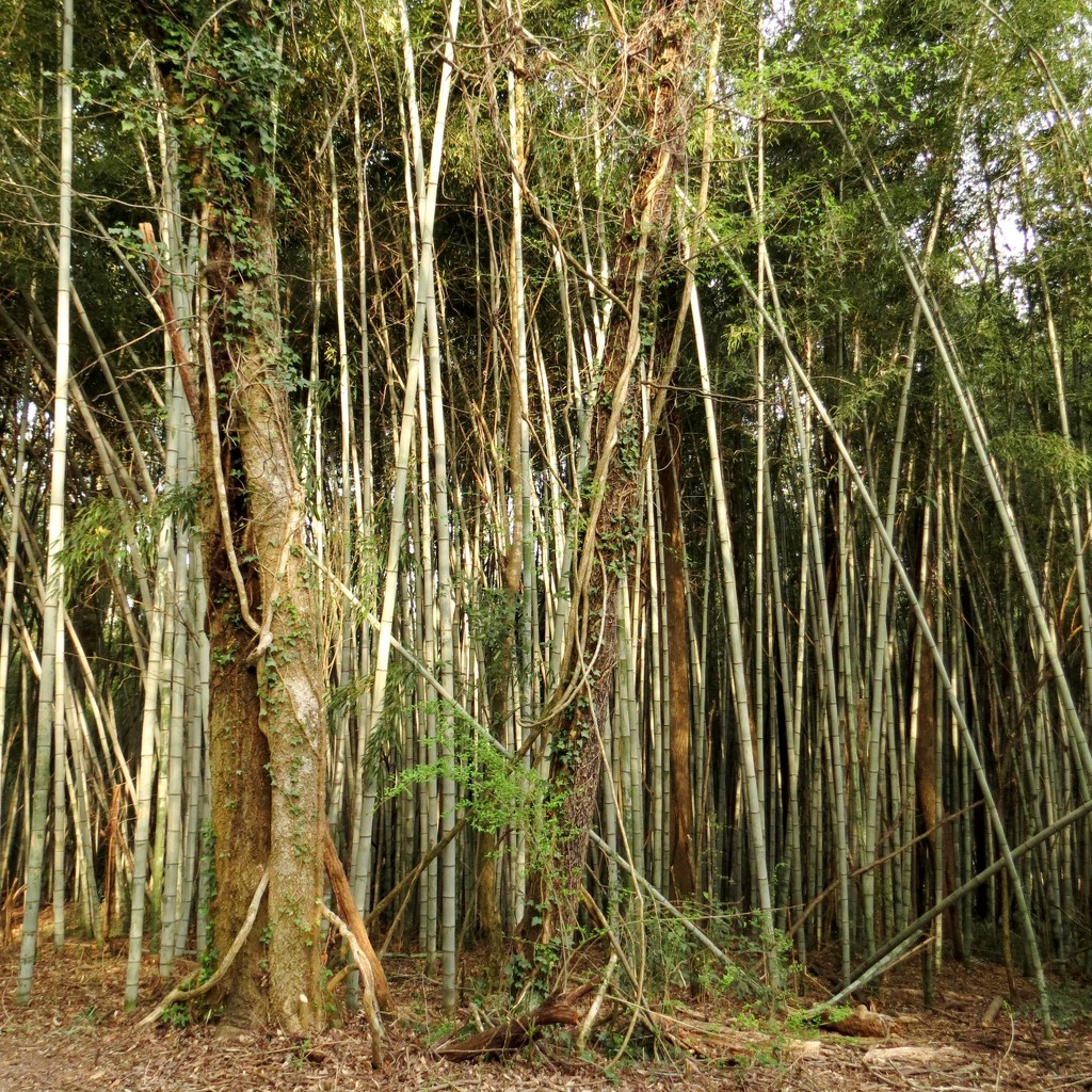 Bamboo and Kudzu by grammyn