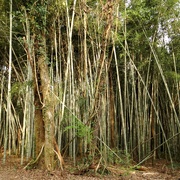 15th Mar 2021 - Bamboo and Kudzu