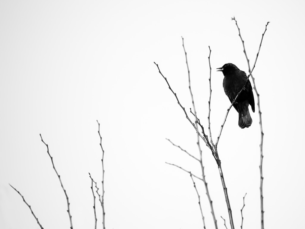 bye bye blackbird by northy