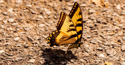 15th Mar 2021 - Eastern Tiger Swallowtail Butterfly!