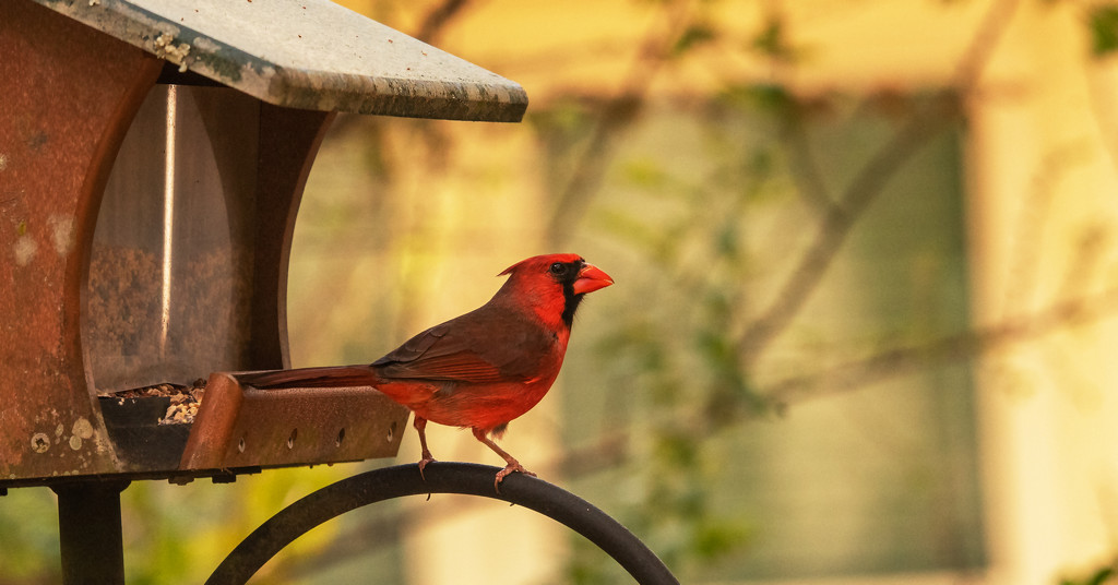 Cardinal Out the Back Window! by rickster549