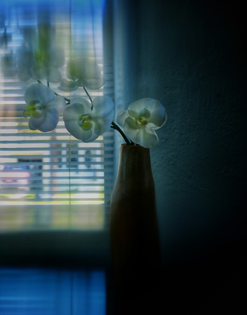 Orchid by joemuli