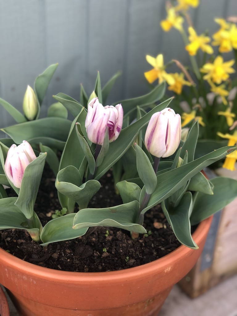 Tulips by cookingkaren