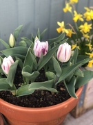 15th Mar 2021 - Tulips