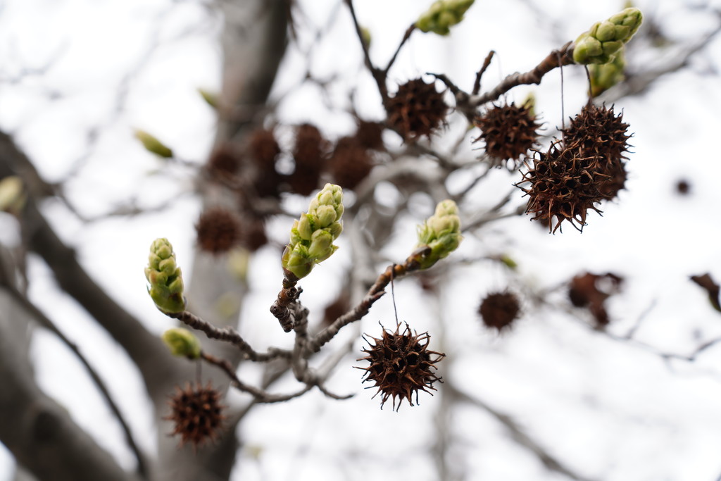 buds and Sweet Gum balls by acolyte