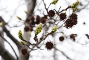 15th Mar 2021 - buds and Sweet Gum balls