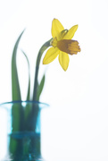 15th Mar 2021 - narcissus, jonquilla...little daffodil : )
