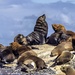 Cape Fur Seals  by ludwigsdiana