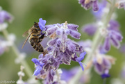 16th Mar 2021 - Bee lavender