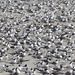 Terns en masse by gilbertwood