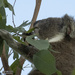 still eating heartily by koalagardens