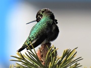 16th Mar 2021 - Hummingbird