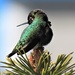Hummingbird by seattlite