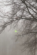 16th Mar 2021 - Streetlight in the fog
