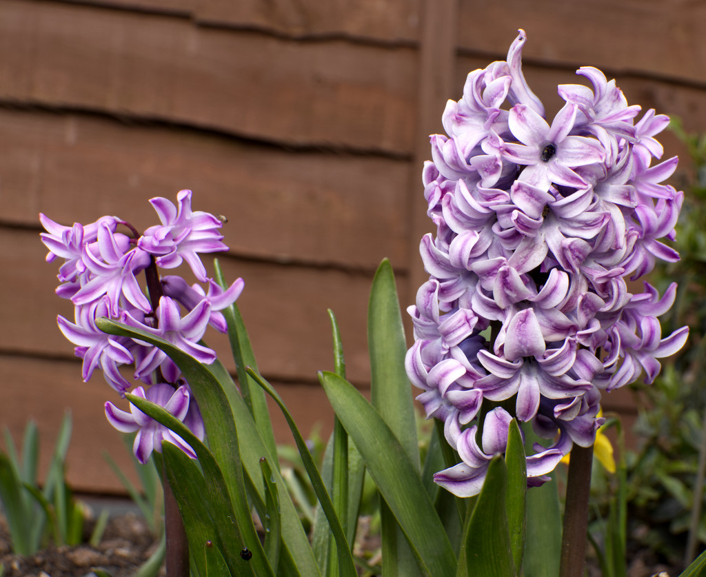 Hyacinth by 365projectorglisa