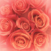 roses by jernst1779