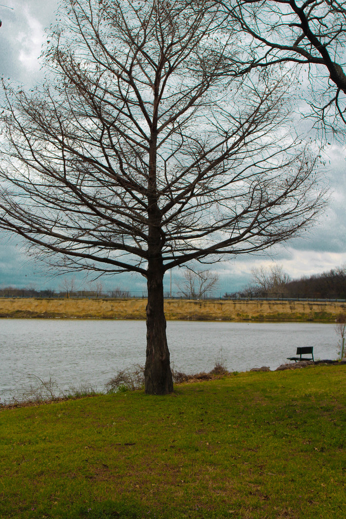 Tree planted by water by judyc57