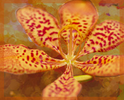 16th Mar 2021 - slightly abstracted lily