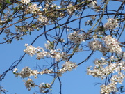 16th Mar 2021 - Blackthorn blossom