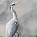 Crane, Heron or Egret? by bill_gk
