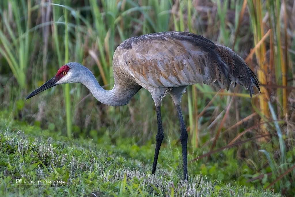 Sandhill crane Viera Wetlands by photographycrazy