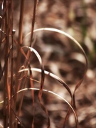 17th Mar 2021 - Catching the light on the broomsedge...