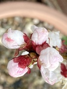 16th Mar 2021 - Peach Tree Blossom