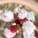 Peach Tree Blossom by cataylor41