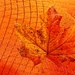 Leaf in Orange  by jo38