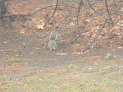 16th Mar 2021 - Squirrel in Backyard 