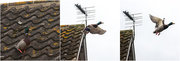 16th Mar 2021 - Rooftop Duck