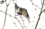 16th Mar 2021 - Goldfinch Snacking