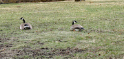 16th Mar 2021 - Canadian Geese