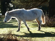12th Mar 2021 - New forest pony