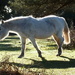 New forest pony by yorkshirelady