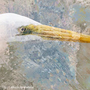 9th Mar 2021 - Great Egret Painting