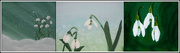 16th Mar 2021 - snowdrops paintings