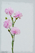 8th Mar 2021 - Carnations