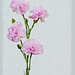 Carnations by lstasel