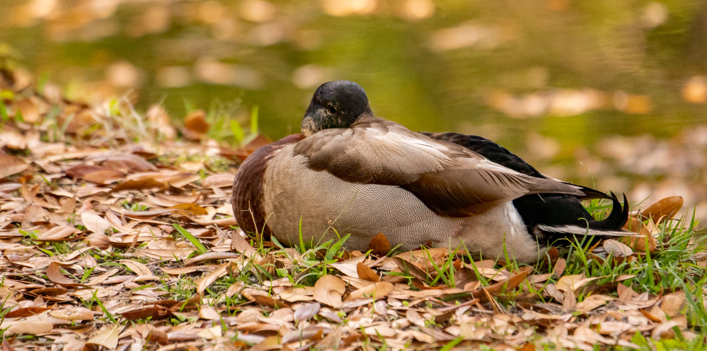 Sleeping Duck! by rickster549