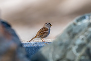 16th Mar 2021 - White-crowned Sparrow