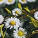 Daisies by panoramic_eyes