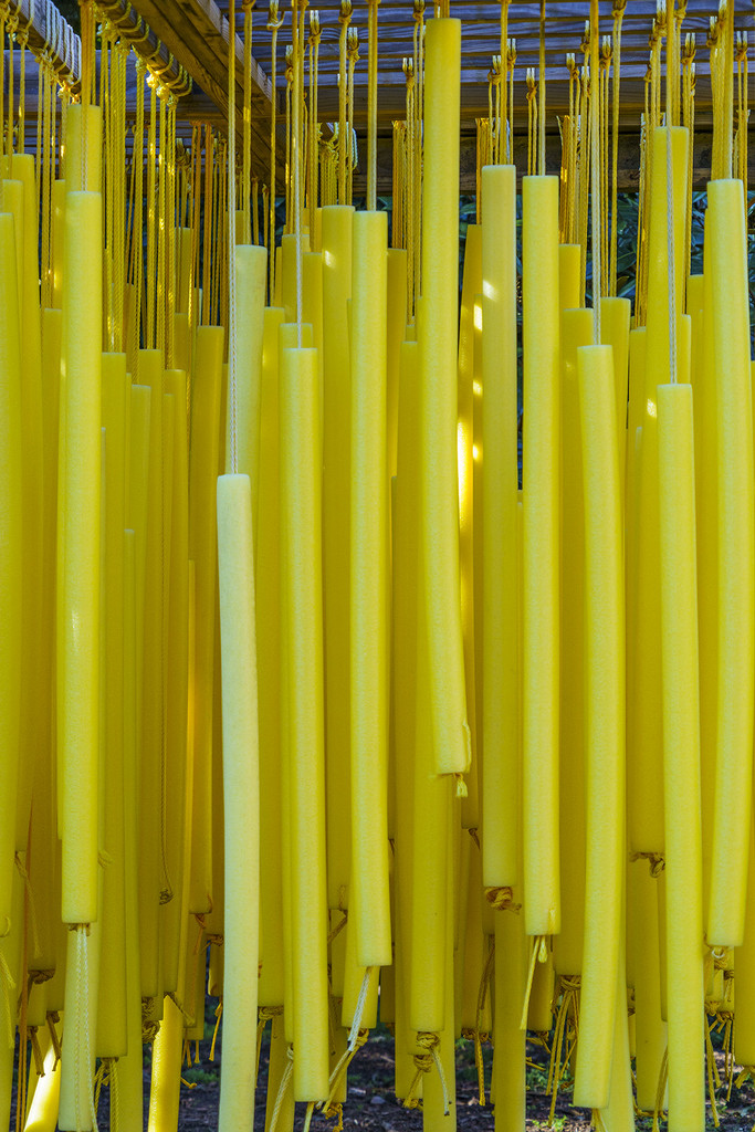 Yellow Noodles by k9photo