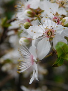 16th Mar 2021 - Beautiful blossom