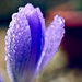 Day 75 Early morning Crocus by delboy207