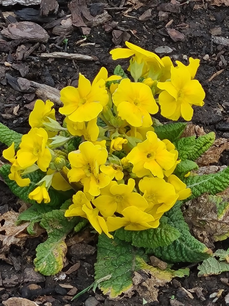 Yellow Primulas by serendypyty
