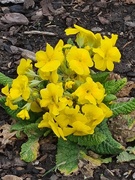 17th Mar 2021 - Yellow Primulas