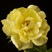 17th Mar 2021 - A Ruffled Yellow Rose DSC_4197