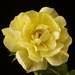 A Ruffled Yellow Rose DSC_4197 by merrelyn