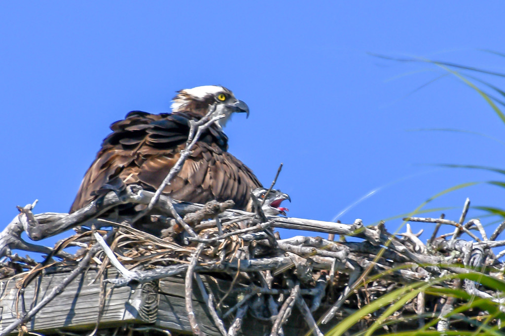 Osprey and baby by danette
